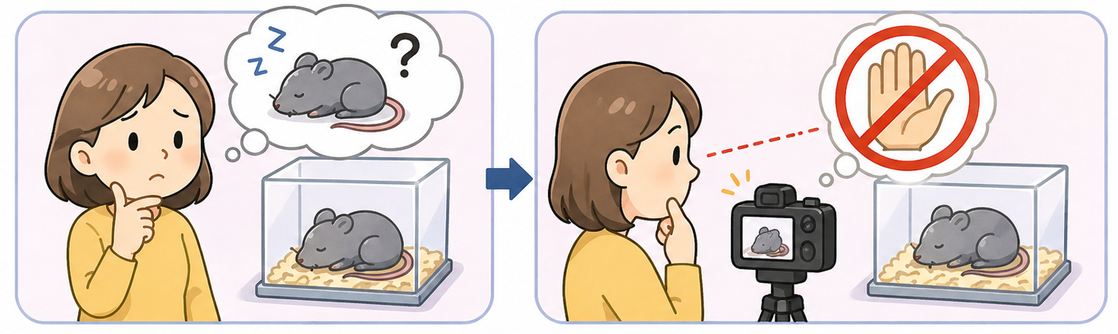 쥐 한 마리 이론